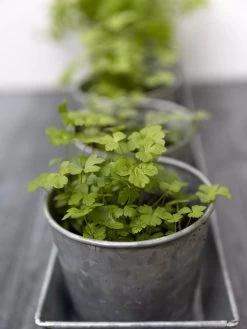 Galvanized Herb Planters With Rectangular Tray -Green Haven Shop 8595903 advice 1777 tif