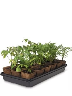 3-1/2” Square Biodegradable Pots & Tray Set 5 3-1/2” Square Biodegradable Pots & Tray Set -Green Haven Shop 8595968 3916 tif