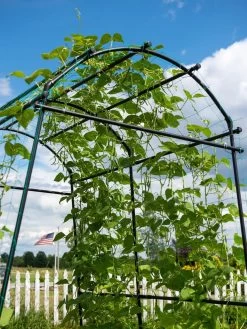 Titan Squash Tunnel -Green Haven Shop 8596276 0122 tif