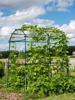 Titan Squash Tunnel -Green Haven Shop 8596276 0133 tif