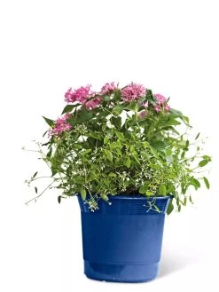 Eezy Gro Self-Watering Planters -Green Haven Shop 8596425 103 tif