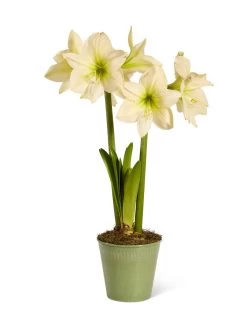 Star Potted Amaryllis -Green Haven Shop 8597478 2022 lemonstar silo lemon star potted amaryllis