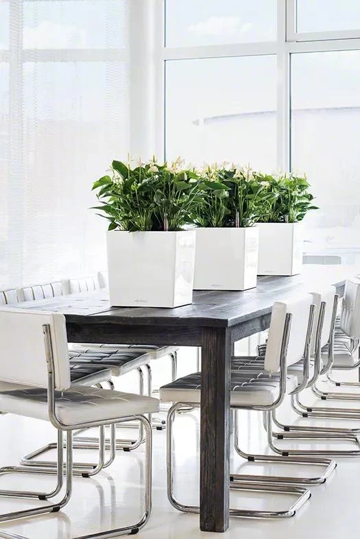 Lechuza® Cube Premium Planters 1 Lechuza® Cube Premium Planters