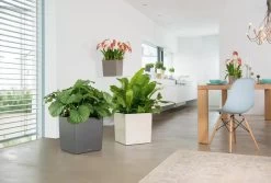 Lechuza® Cube Premium Planters 7 Lechuza® Cube Premium Planters -Green Haven Shop 8597506 02V tif