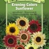 Evening Colors Sunflower Organic Seeds