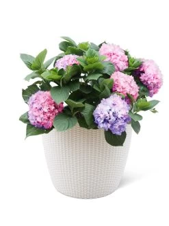 Weave Self-Watering Round Planter, 17" White -Green Haven Shop 8598372 3002 tif