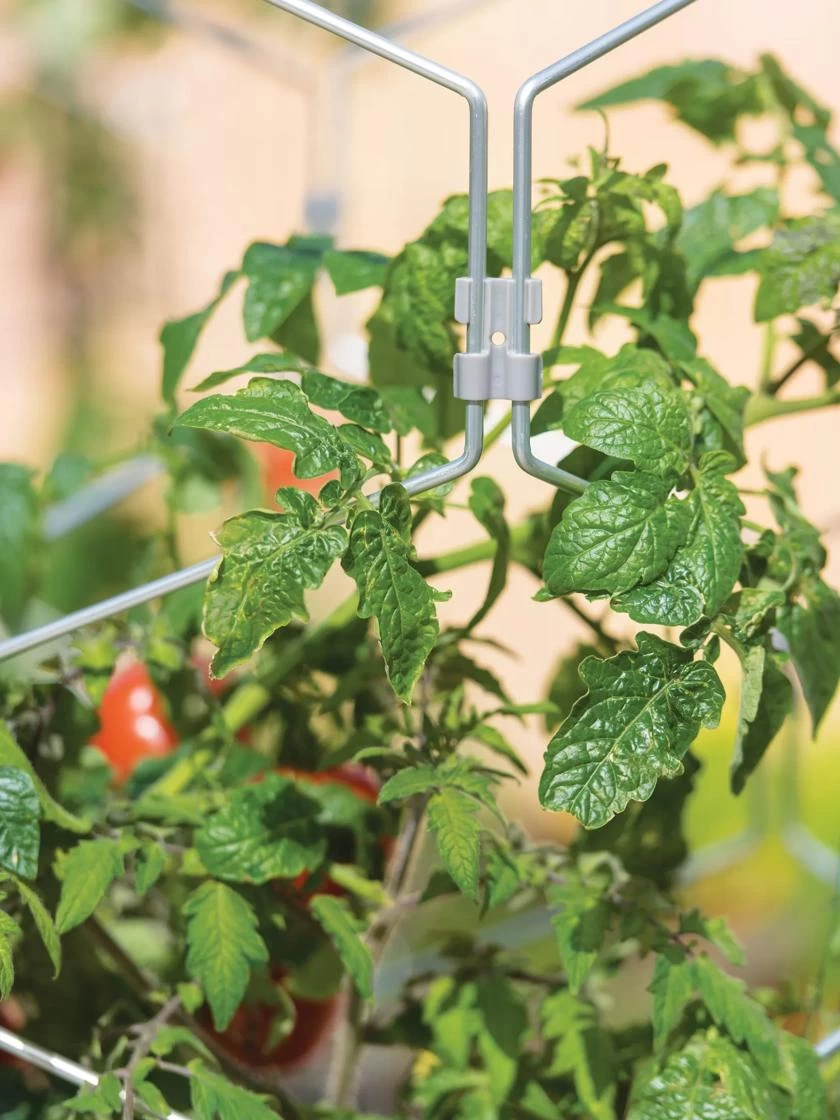 Gardener's Vertex Lifetime Tomato Cage 3 Gardener's Vertex Lifetime Tomato Cage - Image 3