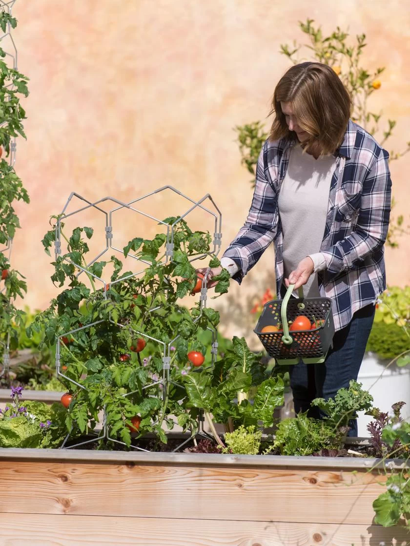 Gardener's Vertex Lifetime Tomato Cage 4 Gardener's Vertex Lifetime Tomato Cage - Image 4