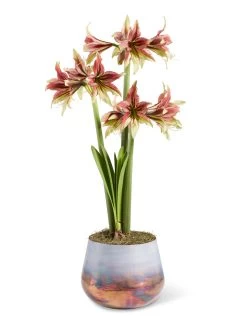 Cybister Potted Amaryllis -Green Haven Shop 8598561 mystica 2021 13