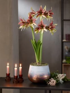 Cybister Potted Amaryllis -Green Haven Shop 8598561 mystica 2021 14