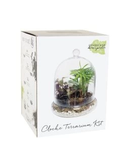 Cloche Terrarium Kit Medium 6 Cloche Terrarium Kit Medium -Green Haven Shop 8599148 01v