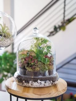 Cloche Terrarium Kit Medium 7 Cloche Terrarium Kit Medium -Green Haven Shop 8599150 02v glass cloche terrarium kit large