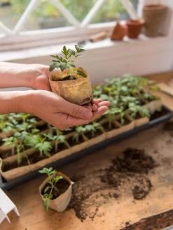 Paper Pots, 50 Cell -Green Haven Shop 8599830 0507 tif