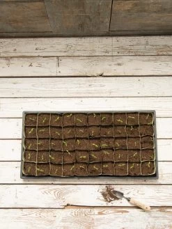 Paper Pots, 50 Cell -Green Haven Shop 8599830 18489 tif