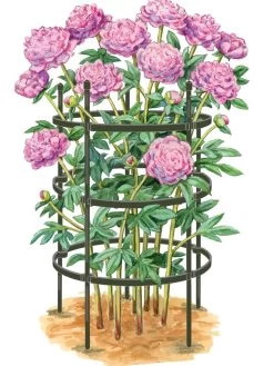 Titan Peony Supports, Large, Set Of 2