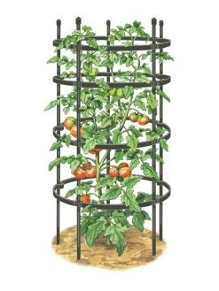 Titan Tomato Cages, Set Of 3 -Green Haven Shop 8599861 0001 art tif