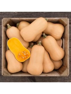 Brulee Butternut Squash Organic Seeds -Green Haven Shop 8599867 01v