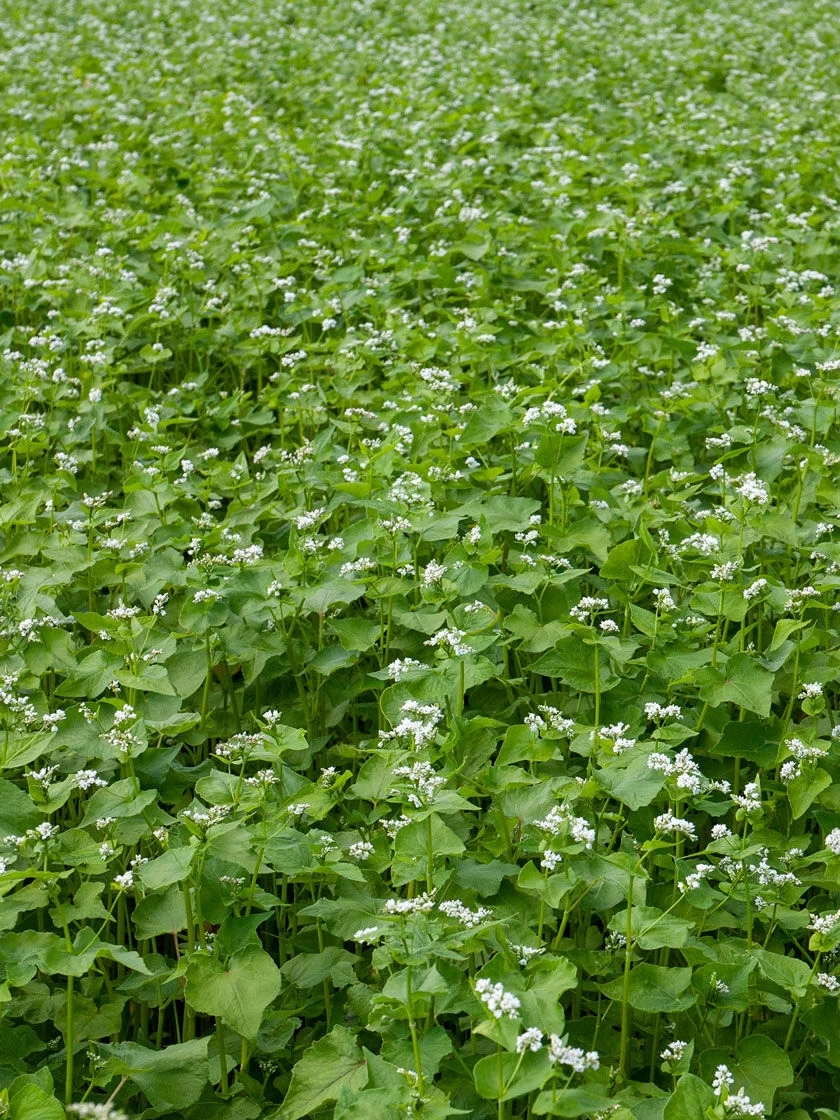 Common Buckwheat Organic Seeds 2 Common Buckwheat Organic Seeds - Image 2