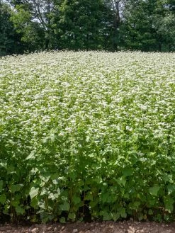 Common Buckwheat Organic Seeds