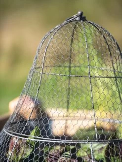Chicken Wire Cloche With Extension -Green Haven Shop 8600116 0607 tif