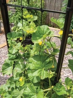 Gardener’s Victory Self-Watering Planter With Vine Trellis -Green Haven Shop 8600176 6853