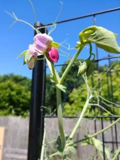 Gardener’s Victory Self-Watering Planter With Vine Trellis -Green Haven Shop 8600177 6588 tif 1