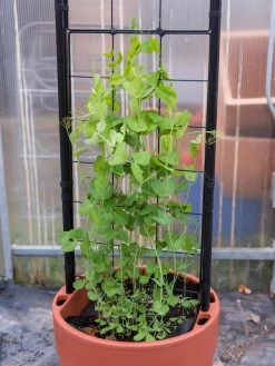 Gardener’s Victory Self-Watering Planter With Vine Trellis -Green Haven Shop 8600178 5000 tif