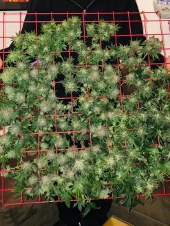 Hemp Success Kit -Green Haven Shop 8600301 02TEST tif