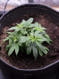 Hemp Success Kit -Green Haven Shop 8600301 0584 tif