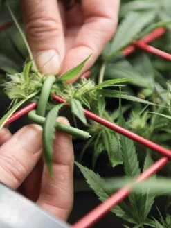 Hemp Success Kit -Green Haven Shop 8600301 2002 tif