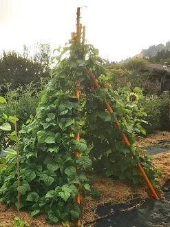 Annabel Tipi Trellis -Green Haven Shop 8600521 02V tif