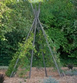 Annabel Tipi Trellis -Green Haven Shop 8600521 07V jpg