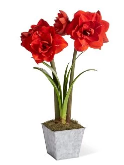 Amaryllis Planting Kit -Green Haven Shop 8608878 diykit 2021 01