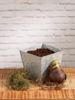 Amaryllis Planting Kit -Green Haven Shop 8608878 diykit 2021 02