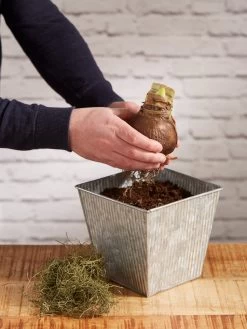 Amaryllis Planting Kit -Green Haven Shop 8608878 diykit 2021 03