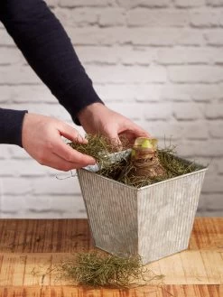 Amaryllis Planting Kit -Green Haven Shop 8608878 diykit 2021 04