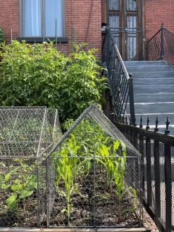 Chicken Wire Crop Coop -Green Haven Shop 8609080 02CUST tif