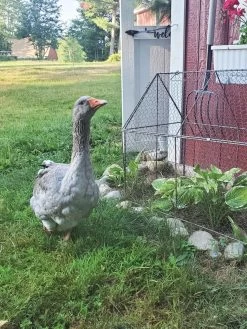 Chicken Wire Crop Coop -Green Haven Shop 8609080 02IN tif