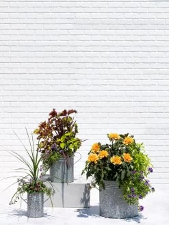 Metal Bucket Planters -Green Haven Shop 8609085 0852 tif