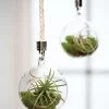 Mini Blown-Glass Hanging Terrarium, Set Of 2