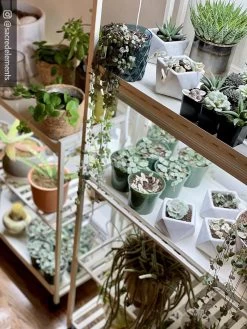 Oslo 2-Tier LED Grow Light Garden, 2 Fixtures -Green Haven Shop 8609221 02IN tif