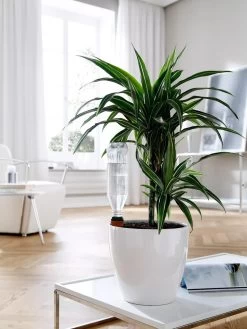 Hydro Wine Container Watering System, Set Of 4 -Green Haven Shop 8609224 02V tif