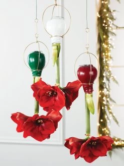 Waxed Amaryllis Brass Hangers, Set Of 3