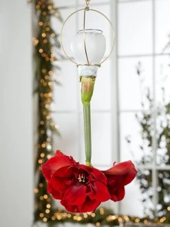 Waxed Amaryllis Brass Hangers, Set Of 3 -Green Haven Shop 8609252 2020 6014