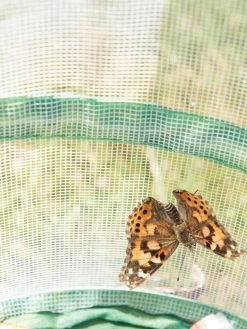 Butterfly Garden® Kit With Voucher 9 Butterfly Garden® Kit With Voucher -Green Haven Shop 8609265 6288 tif