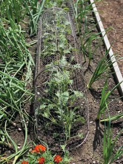 Chicken Wire Row Cloche Expandable Extra Large 3N1 -Green Haven Shop 8609412 5903 tif