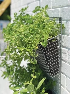 Wire Wall Pockets Vertical Gardens -Green Haven Shop 8609429 9500 tif