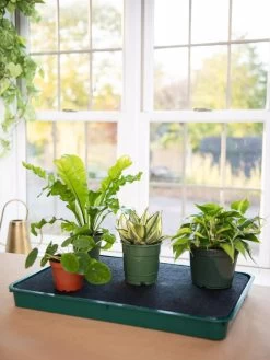 Self-Watering Tray -Green Haven Shop 8609872 9021 tif