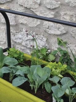 Vigoroot™ Self-Watering Easy Garden Planter 11 Vigoroot™ Self-Watering Easy Garden Planter -Green Haven Shop 8609879 04V tif