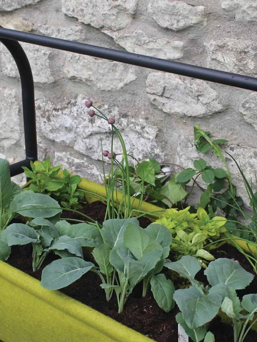 Vigoroot™ Self-Watering Easy Garden Planter 5 Vigoroot™ Self-Watering Easy Garden Planter - Image 5